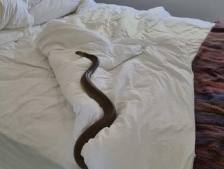 Ova Autralijanka je ostavila otvoren prozor svoje spavaće