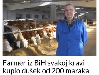 Krave leže na skupim madracima i imaju obilje