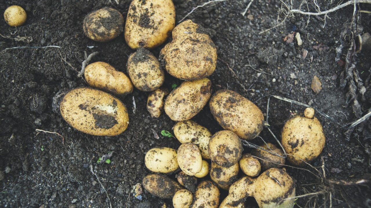 Kako je krompir osvojio Evropu