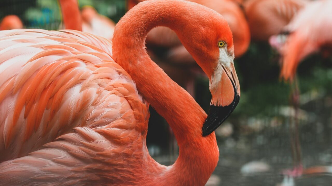 Zašto su flamingosi ružičasti i zašto stoje na jednoj nozi