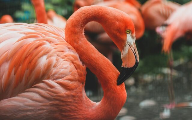 Zašto su flamingosi ružičasti i zašto stoje na jednoj nozi