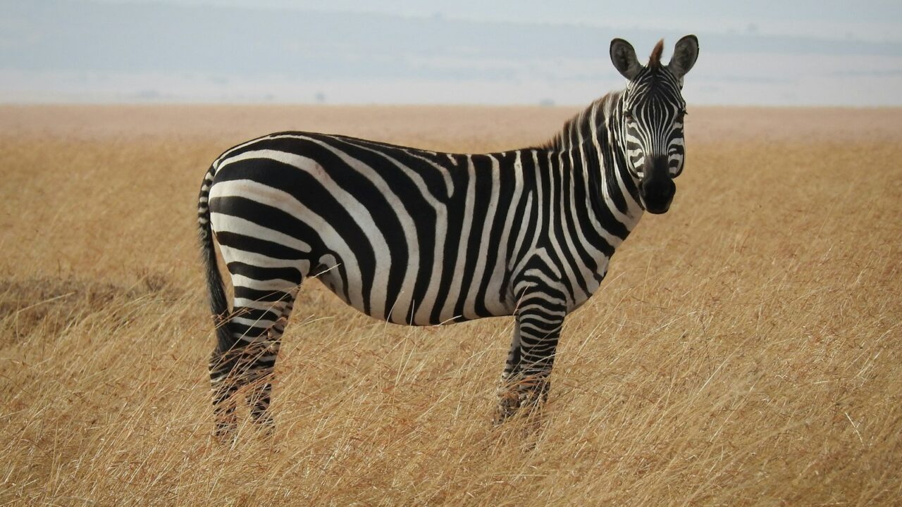 Zašto zebre imaju pruge