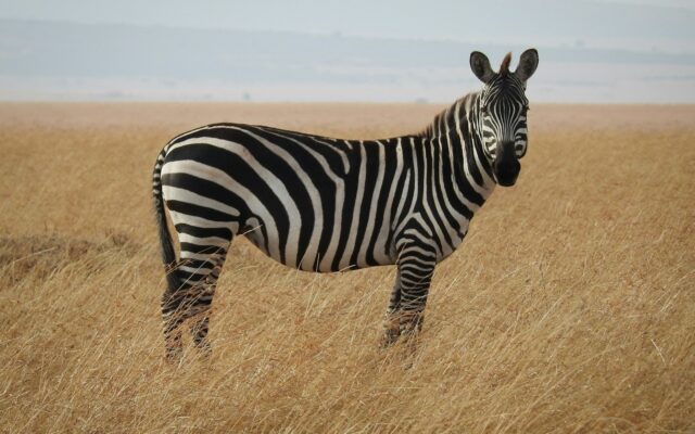 Zašto zebre imaju pruge